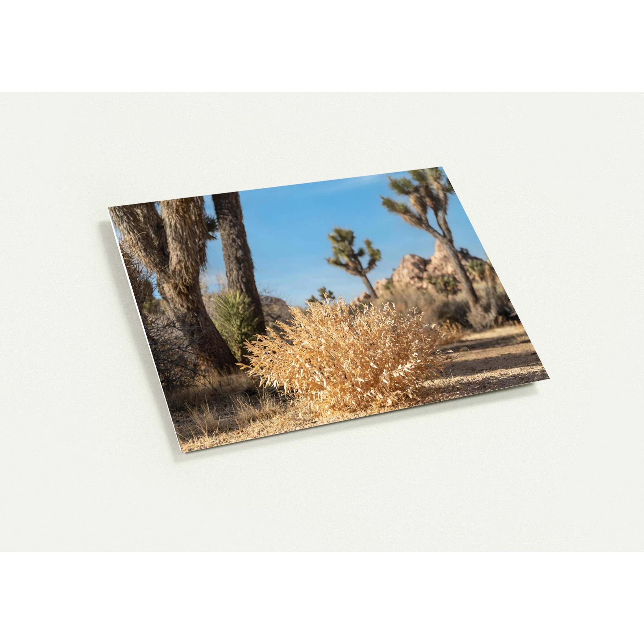 050e5ca9-eff5-415e-a3a2-8799ee503189