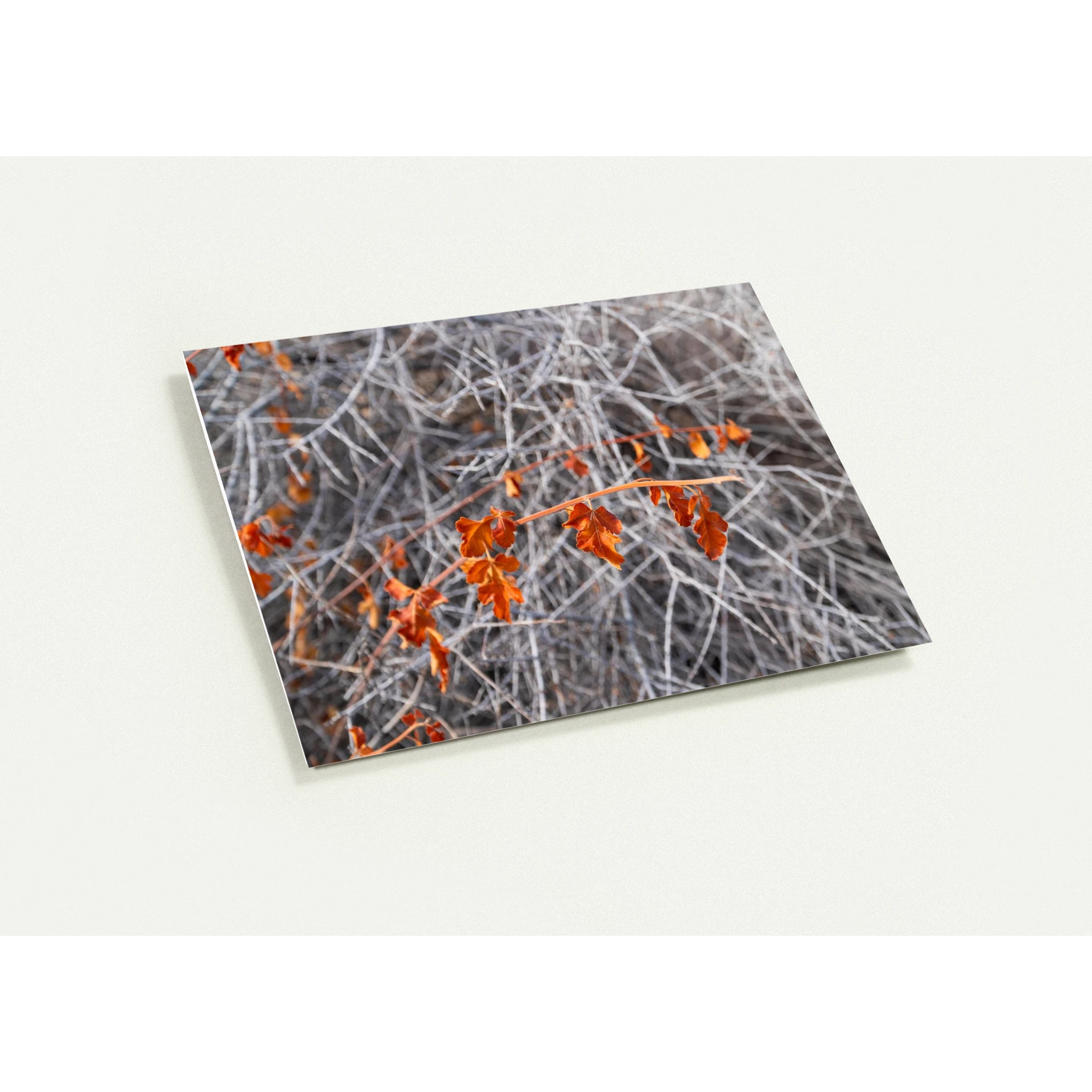 1d89c498-e29e-44a5-b36a-b3cb75b99ecb